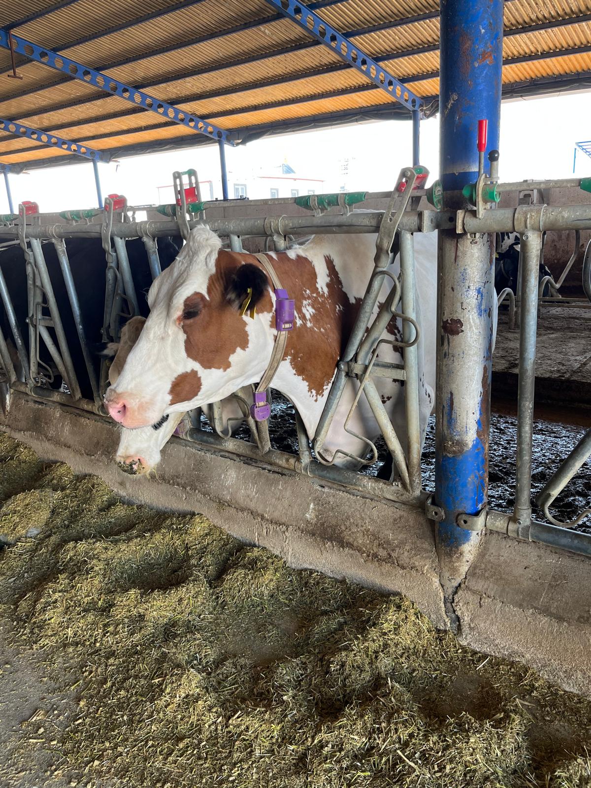 WhatsApp Image 2025-08-25 at 13.25.38 (4)