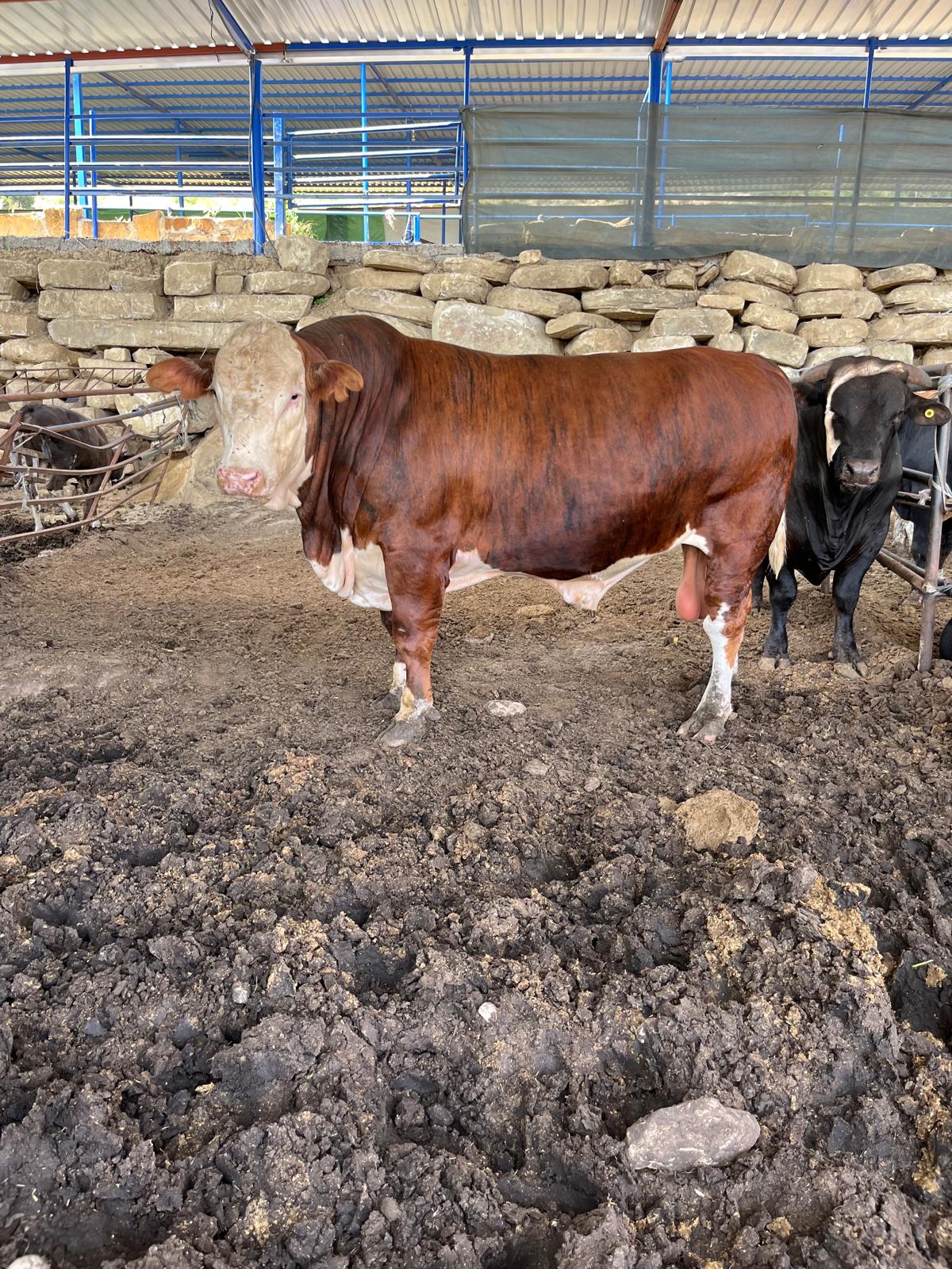 WhatsApp Image 2025-08-25 at 13.25.39 (3)