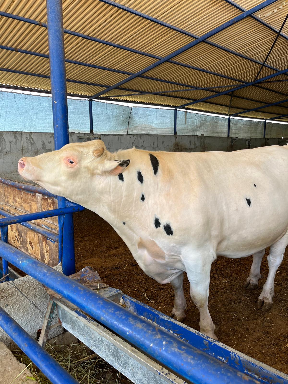 WhatsApp Image 2025-08-25 at 13.25.39 (4)