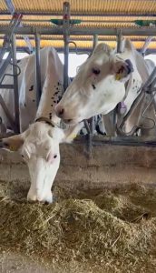 WhatsApp Image 2025-08-28 at 10.41.07