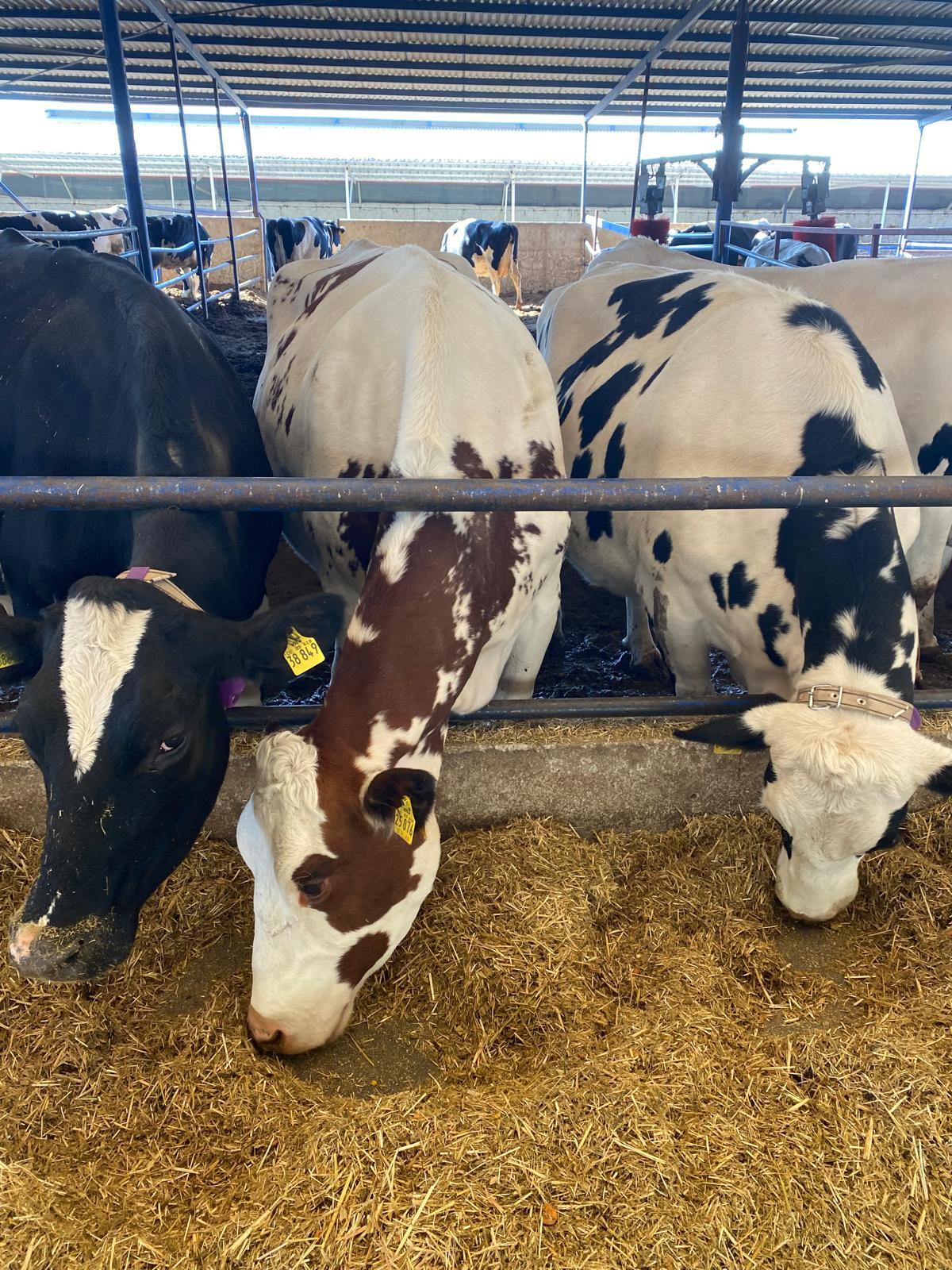 WhatsApp Image 2024-11-21 at 19.48.01